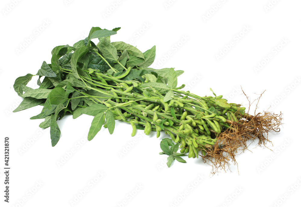 Fresh harvested soybean (edamame) plant isolated on white background Fresh harvested soybean (edamame) plant isolated on white background