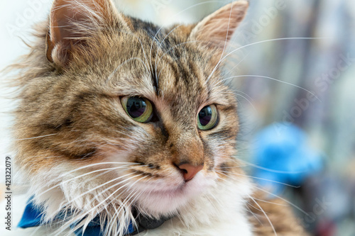 Gatto tigrato marrone europeo a pelo lungo con occhi verdi