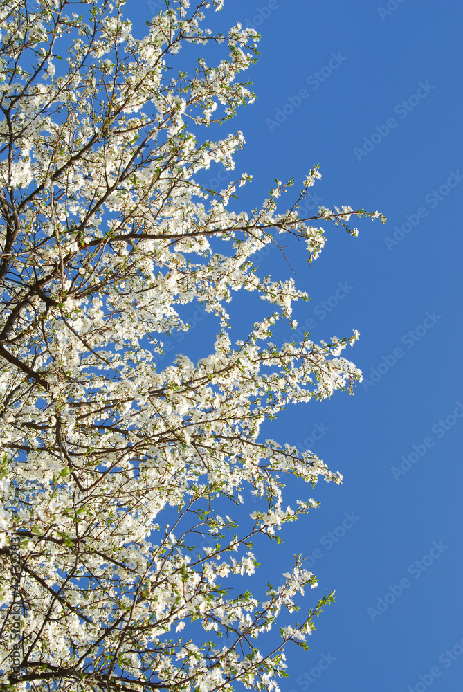 spring , tree in Flowers