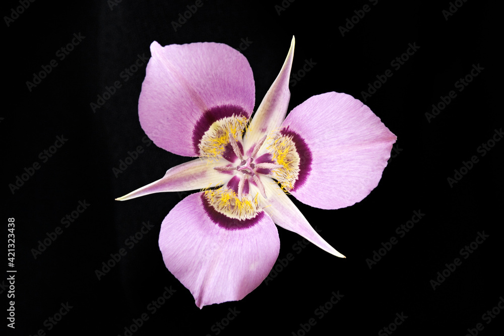 Fototapeta premium USA, Washington State. Close-up of a mariposa lily.