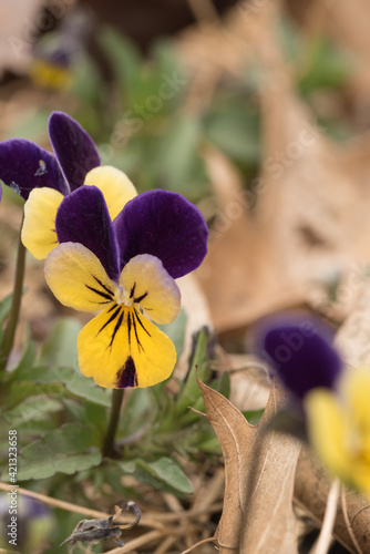 Wild pansy  Viola tricolor   also known as Johnny Jump up.