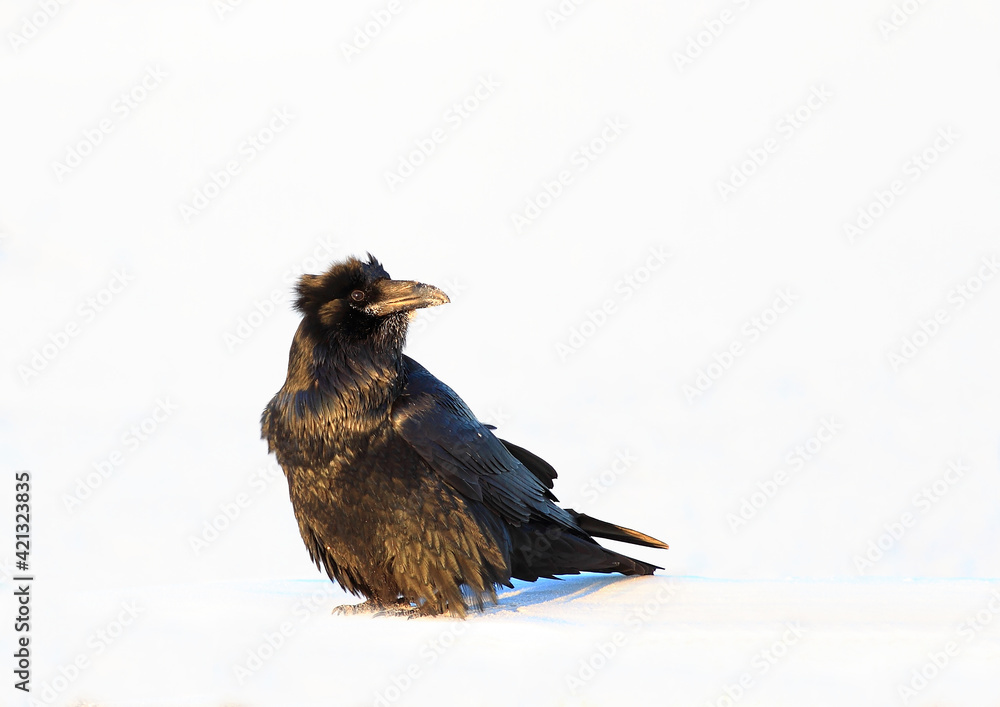 Fototapeta premium crow on the snow