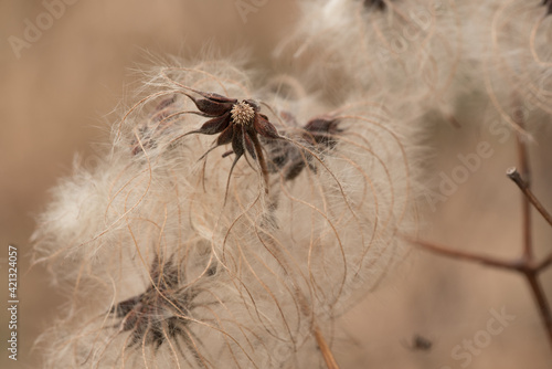 Traveler s joy macro. Soft  silky fruit of a clematis vitalba plant.