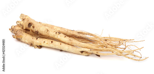 Root of Korean Bellflower (Platycodon grandiflorus) commonly known as Doraji isolated on white background. Is popular vegetable in Korea, also used in traditional Chinese medicine