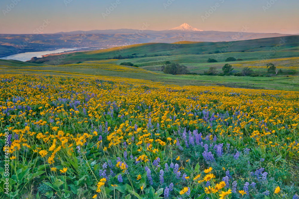 USA, Washington State. Wildflowers bloom in Columbia Hills State Park.