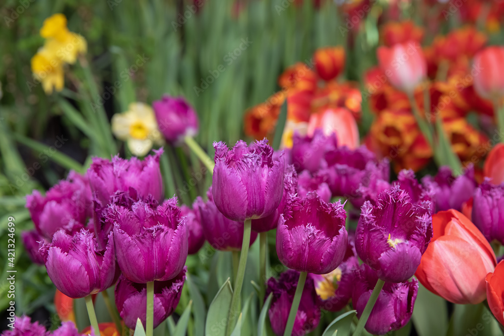 Spring exhibition of beautiful tulips of different colors. Fresh flowers in the greenhouse at the flower exhibition Spring exhibition of beautiful tulips of different colors. Fresh flowers in the greenhouse at the flower exhibition