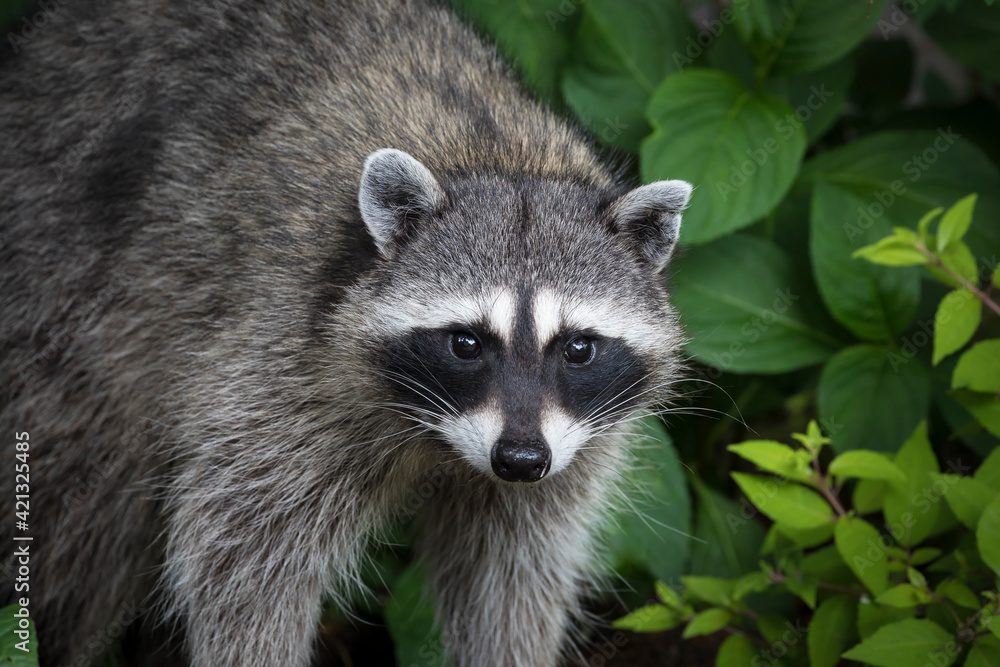 USA, Washington State, Seabeck. Raccoon close-up.