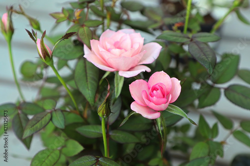 A potted mini pink rose in bloom