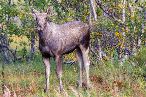 Norwegen - Elch - Alces alces