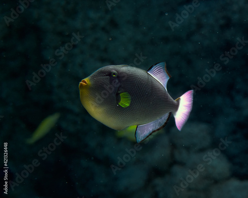 Fototapeta Naklejka Na Ścianę i Meble -  Triggerfish fish in a deep 