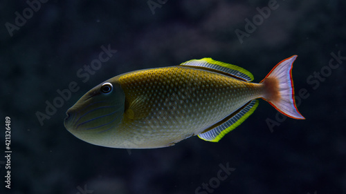 Triggerfish fish in a deep 
