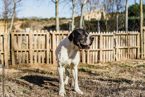 Retrato de un enorme perro gran danés blanco y negro en un parque con una valla de madera photo