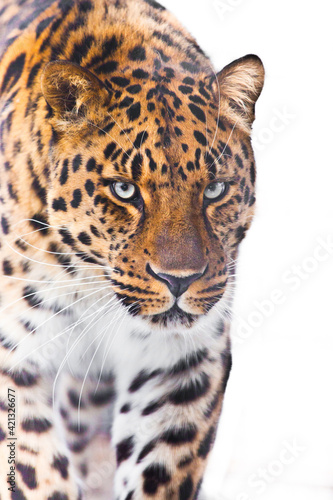 Confident leopard is walking at you close-up of muzzle and body  white light background