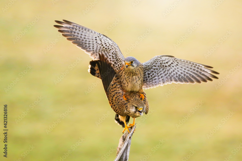 Fototapeta premium Two common kestrel mating on branch in spring nature