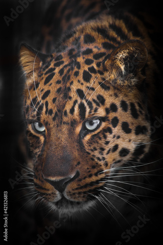 Round red leopard head with serious dangerous blue eyes close-up isolated