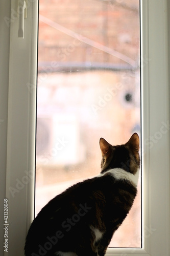 Tabby cat sitting on a window sill and looking outside. Selective focus.