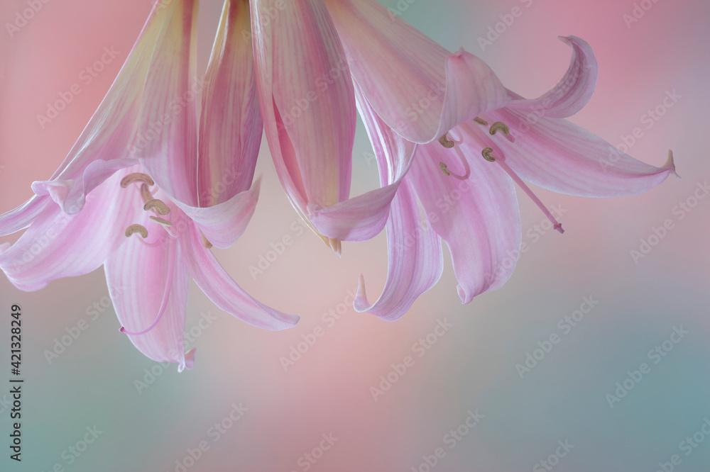 Naklejka premium USA, Washington State, Seabeck. Lily blossoms close-up.