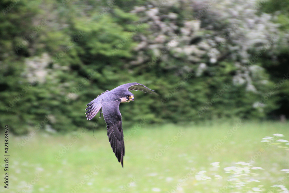 Obraz premium A Peregrine Falcon in flight