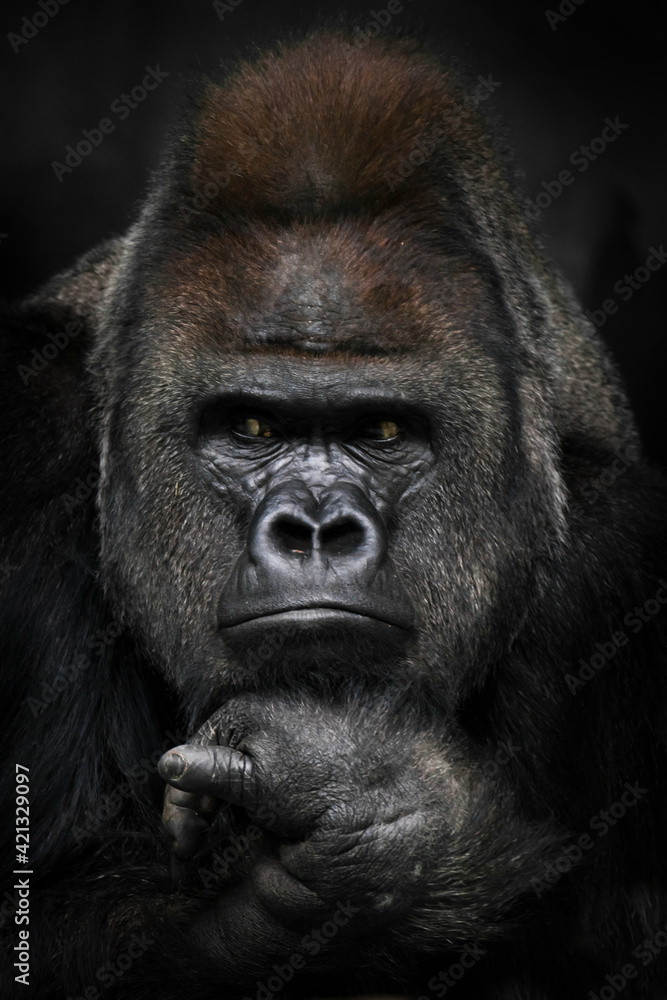 Annoyed thinking with folded hands under the chin of a strong male gorilla