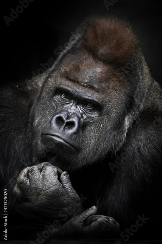 Heavy meditations of a powerful male gorilla with shiny fur and sophisticated © Mikhail Semenov