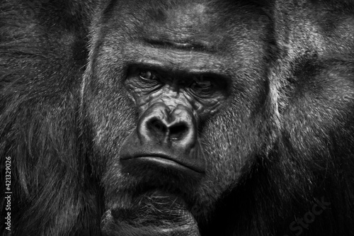 A broad-shouldered athlete, a male gorilla, pensively looks ahead, occupying the entire frame