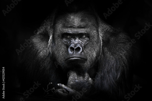 A gorilla male with powerful shoulders, large shoulders and a disgruntled look calmly looks assessing an opponent