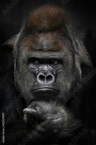 Annoyed thinking with folded hands under the chin of a strong male gorilla