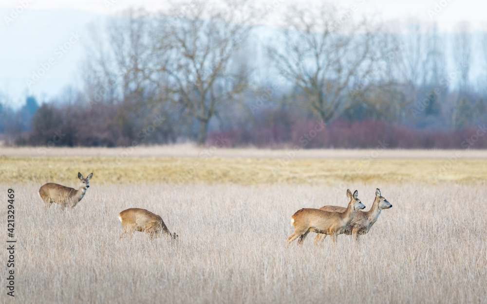 Naklejka premium Roe deer on a winter meadow