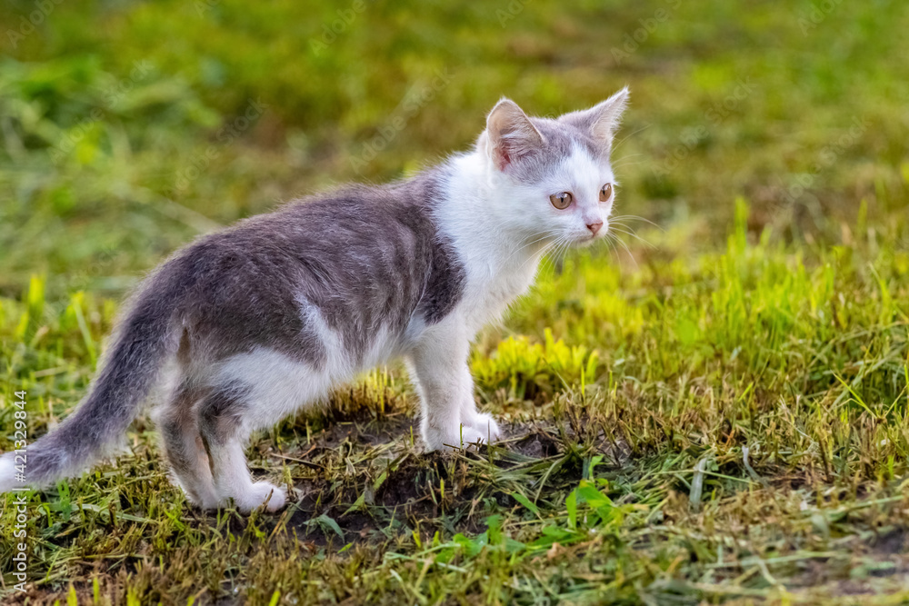 Young cat in the garden on the mown grass
