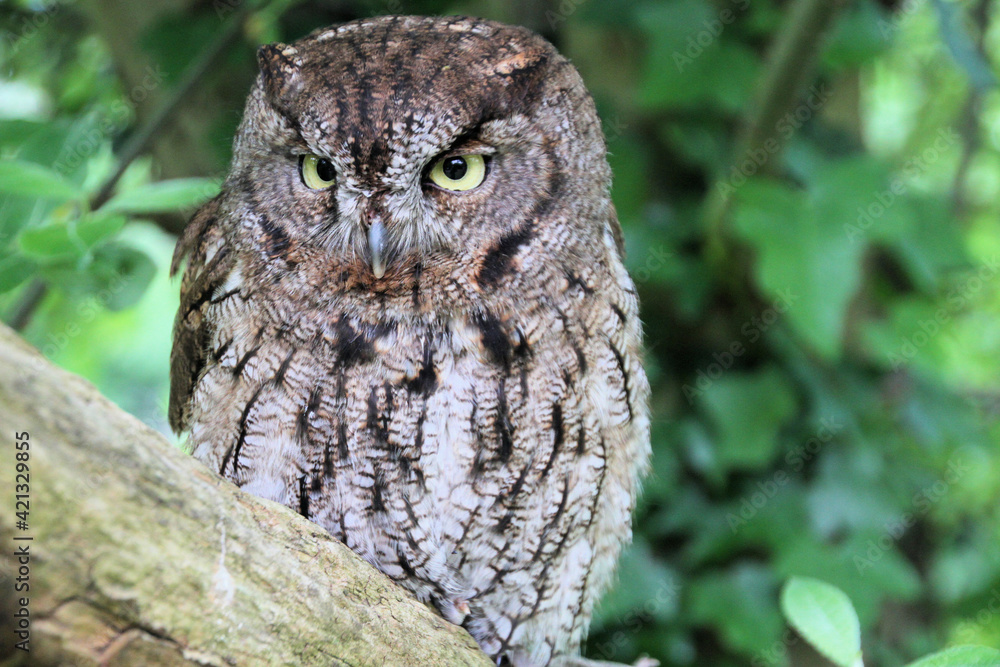 Fototapeta premium A Screech Owl in a tree