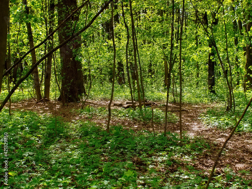 Fototapeta Naklejka Na Ścianę i Meble -  bright greenery in the spring forest