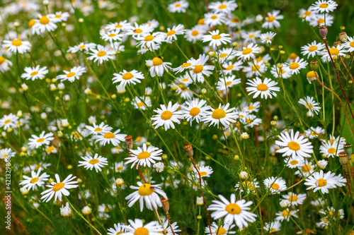 White daisies on the meadow, background of daisies © Volodymyr