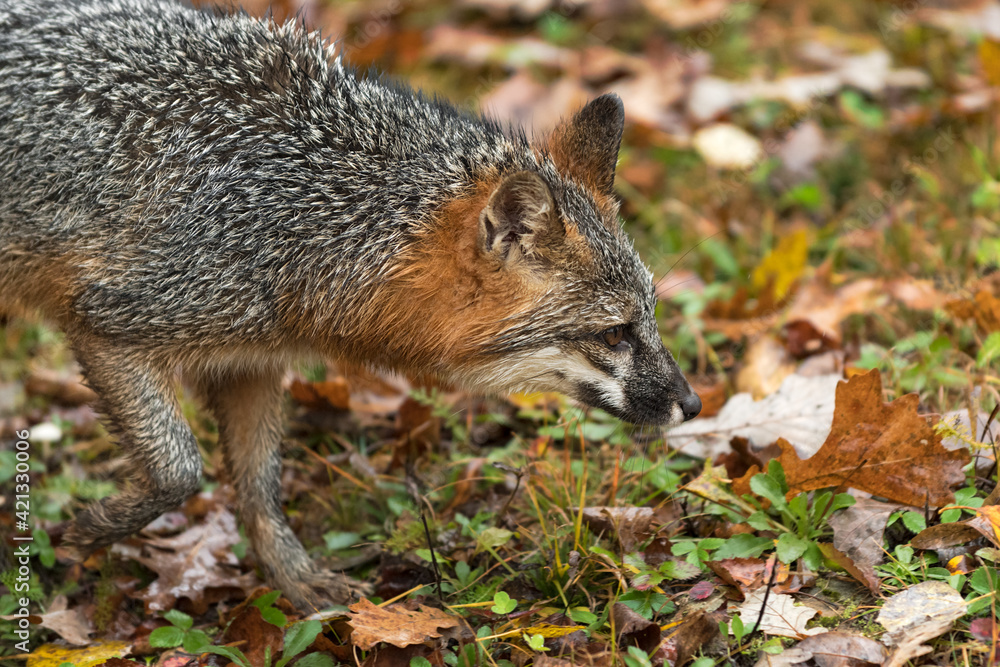 Grey Fox (Urocyon cinereoargenteus) Trots Right Close Up Autumn Grey Fox (Urocyon cinereoargenteus) Trots Right Close Up Autumn