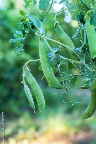 Green pea pods with drops of dew on the bed, growing peas