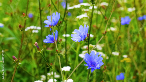 Blue chicory flowers on a meadow among the grass