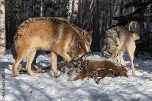 Three Grey Wolves (Canis lupus) Gather Around Body of White-tail Deer Winter © geoffkuchera