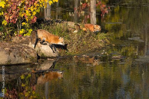 Fototapeta Naklejka Na Ścianę i Meble -  Red Foxes (Vulpes vulpes) On Edge of Island Reflected Autumn