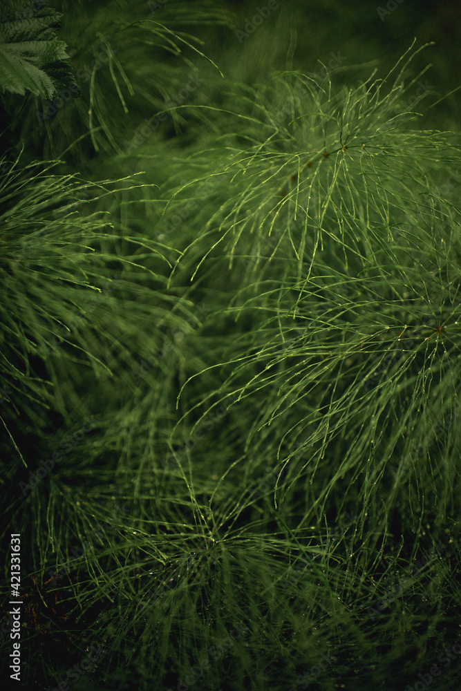 fern in the forest fern in the forest
