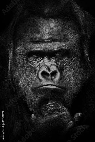 Heavy gaze of strong dominant male gorilla, face close up