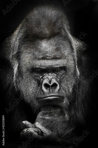 Gloomy thoughts of a powerful male gorilla about ecology and uganda