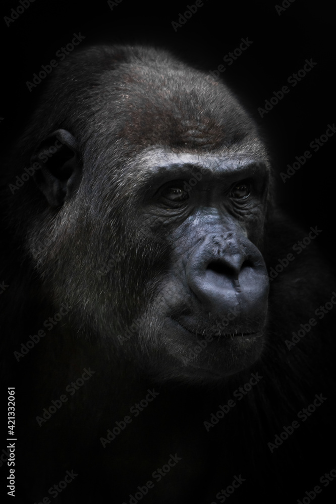 Calm female anthropoid gorilla calmly looks into the distance, portrait