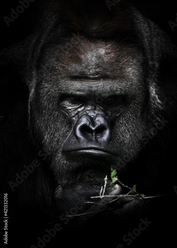 Sad and heavy reflections of a strong male gorilla over a green twig remind of the problem of the extinction of gorillas in Africa