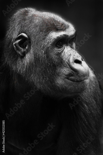 Face of a female gorilla monkey half-turned in profile, beautiful strong female © Mikhail Semenov