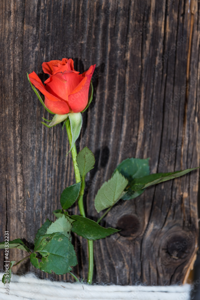 Rose an Holzwand - originell Rose an Holzwand - originell