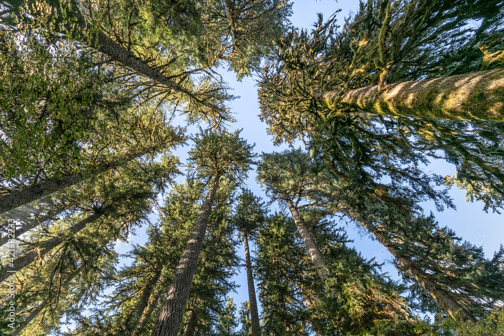 USA, Washington State, Olympic National Park. Looking up at conifer trees. USA, Washington State, Olympic National Park. Looking up at conifer trees.