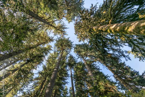 USA, Washington State, Olympic National Park. Looking up at conifer trees. © Danita Delimont