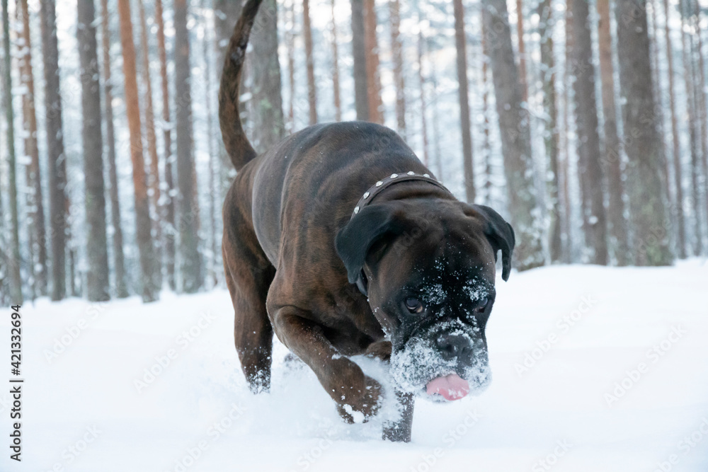 A boxer dog in a snowy forrest. 