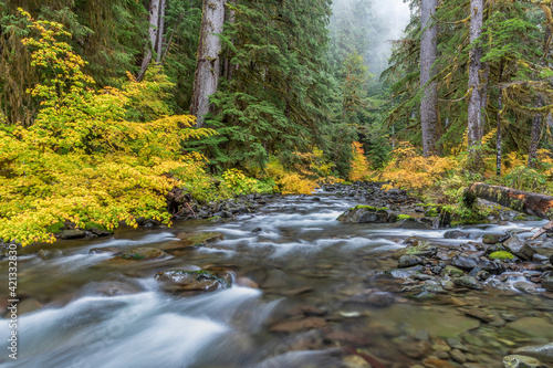 USA  Washington State  Olympic National Park. Vine maples and Sol Duc River in autumn.