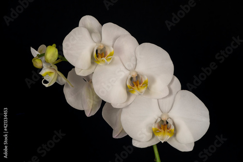 Fototapeta Naklejka Na Ścianę i Meble -  USA, Washington State, Bellingham. Close-up of phalaenopsis orchid.