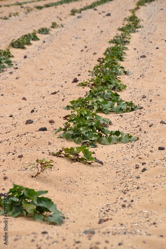 Agriculture in Lanzarote